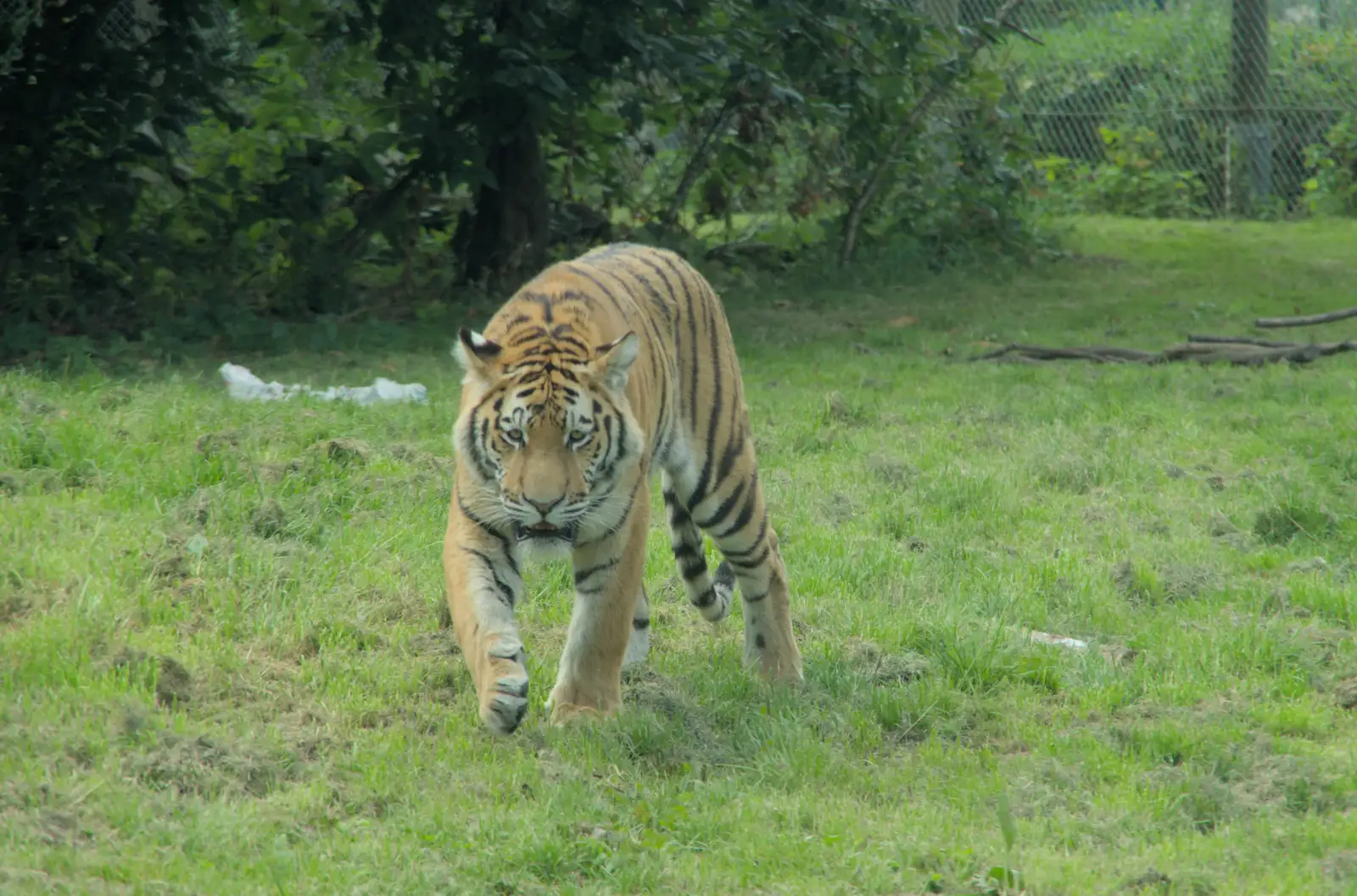 The tiger prowls around, from Harry at the Zoo, Banham, Norfolk - 28th July 2024