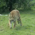 The tiger prowls around, Harry at the Zoo, Banham, Norfolk - 28th July 2024