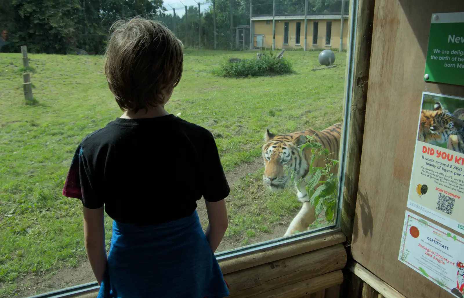 Harry gets up close as the tiger passes by, from Harry at the Zoo, Banham, Norfolk - 28th July 2024