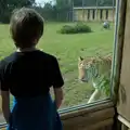 Harry gets up close as the tiger passes by, Harry at the Zoo, Banham, Norfolk - 28th July 2024