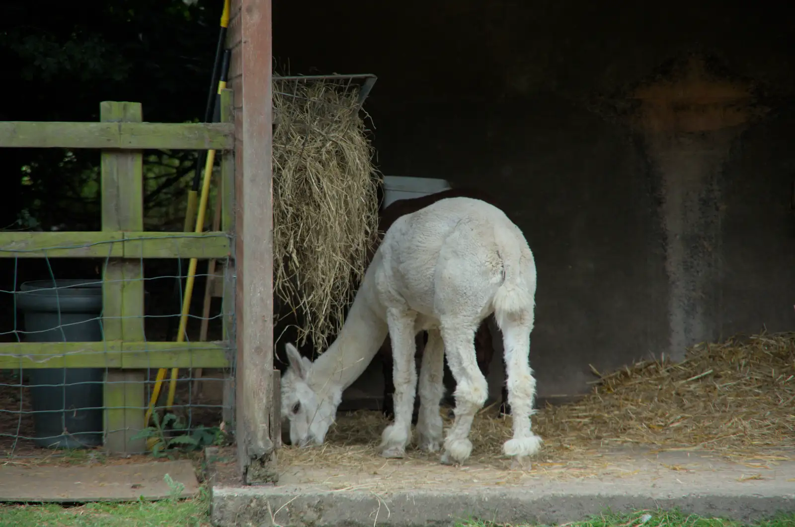 A baby alpaca, from Harry at the Zoo, Banham, Norfolk - 28th July 2024