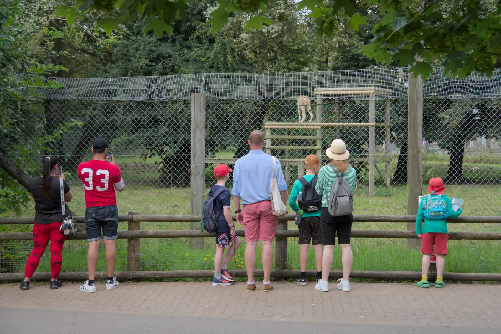 People watch the cheetah on its perch, from Harry at the Zoo, Banham, Norfolk - 28th July 2024