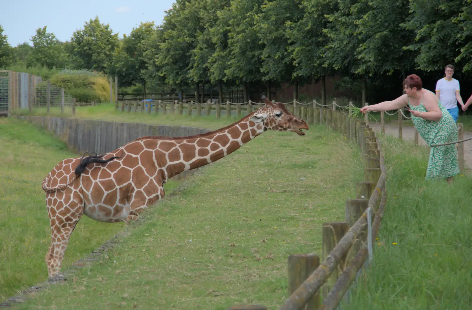 A giraffe gets a bit of long grass, from Harry at the Zoo, Banham, Norfolk - 28th July 2024