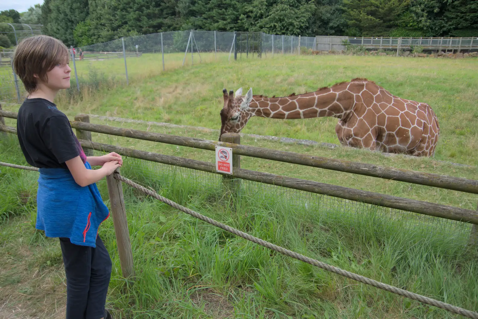 Harry and a giraffe, from Harry at the Zoo, Banham, Norfolk - 28th July 2024