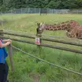 Harry and a giraffe, Harry at the Zoo, Banham, Norfolk - 28th July 2024