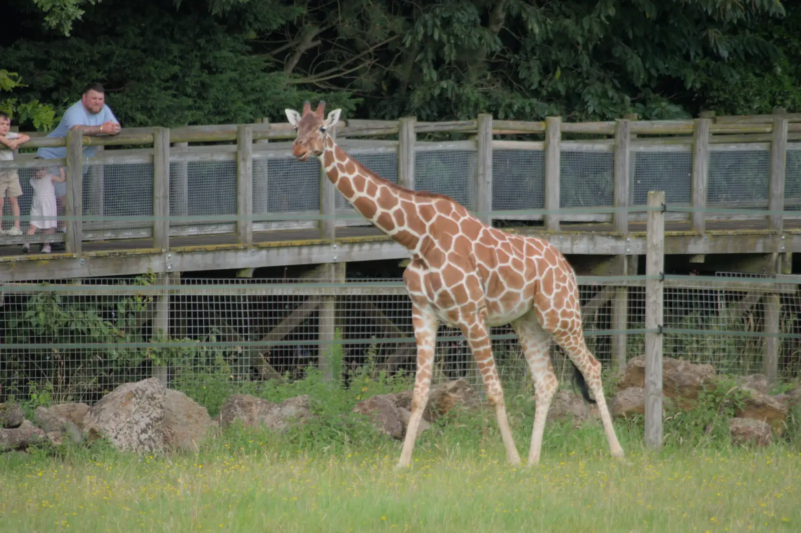 A giraffe goes for a walk, from Harry at the Zoo, Banham, Norfolk - 28th July 2024