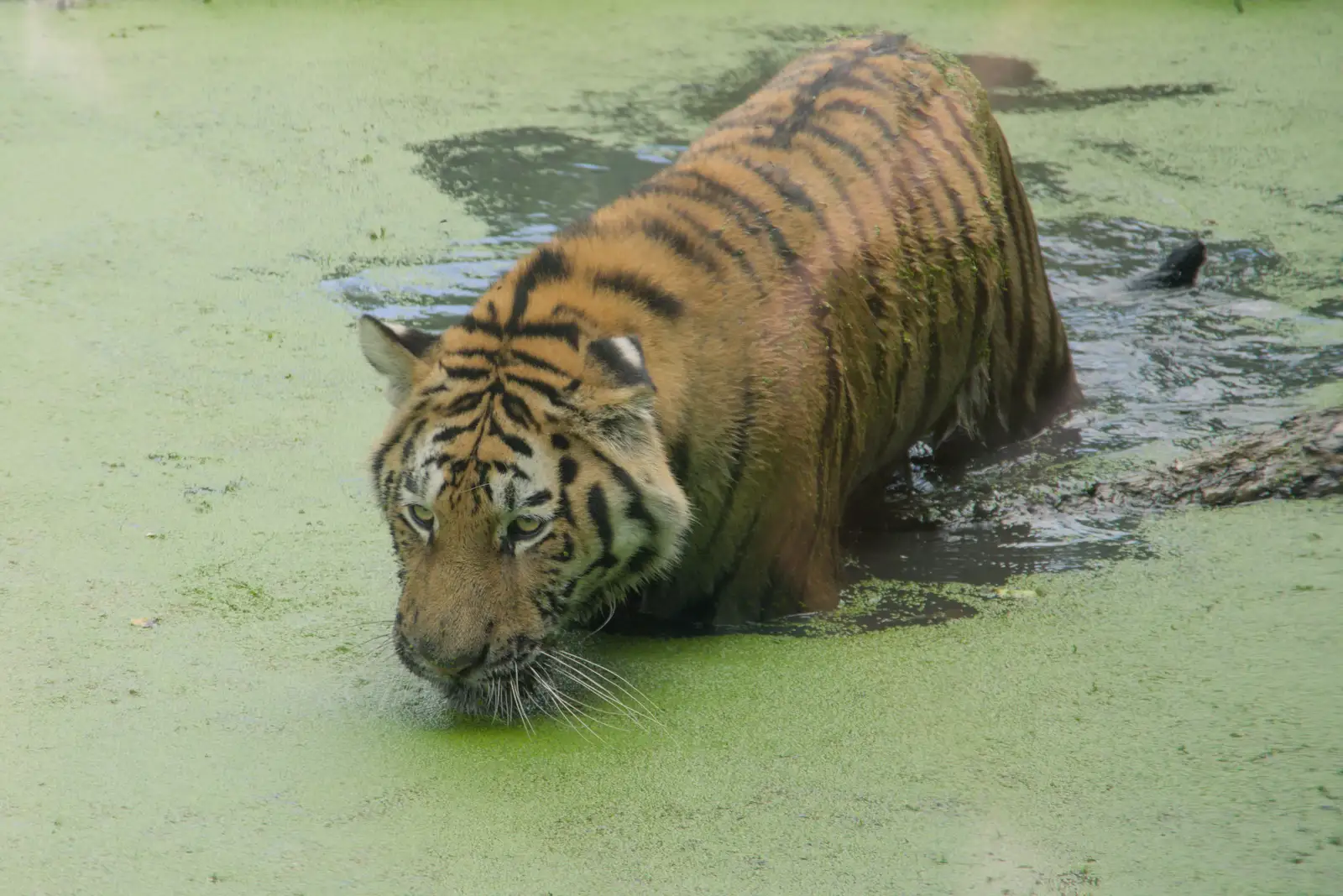 A tiger in a green pond, from Harry at the Zoo, Banham, Norfolk - 28th July 2024