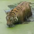 A tiger in a green pond, Harry at the Zoo, Banham, Norfolk - 28th July 2024