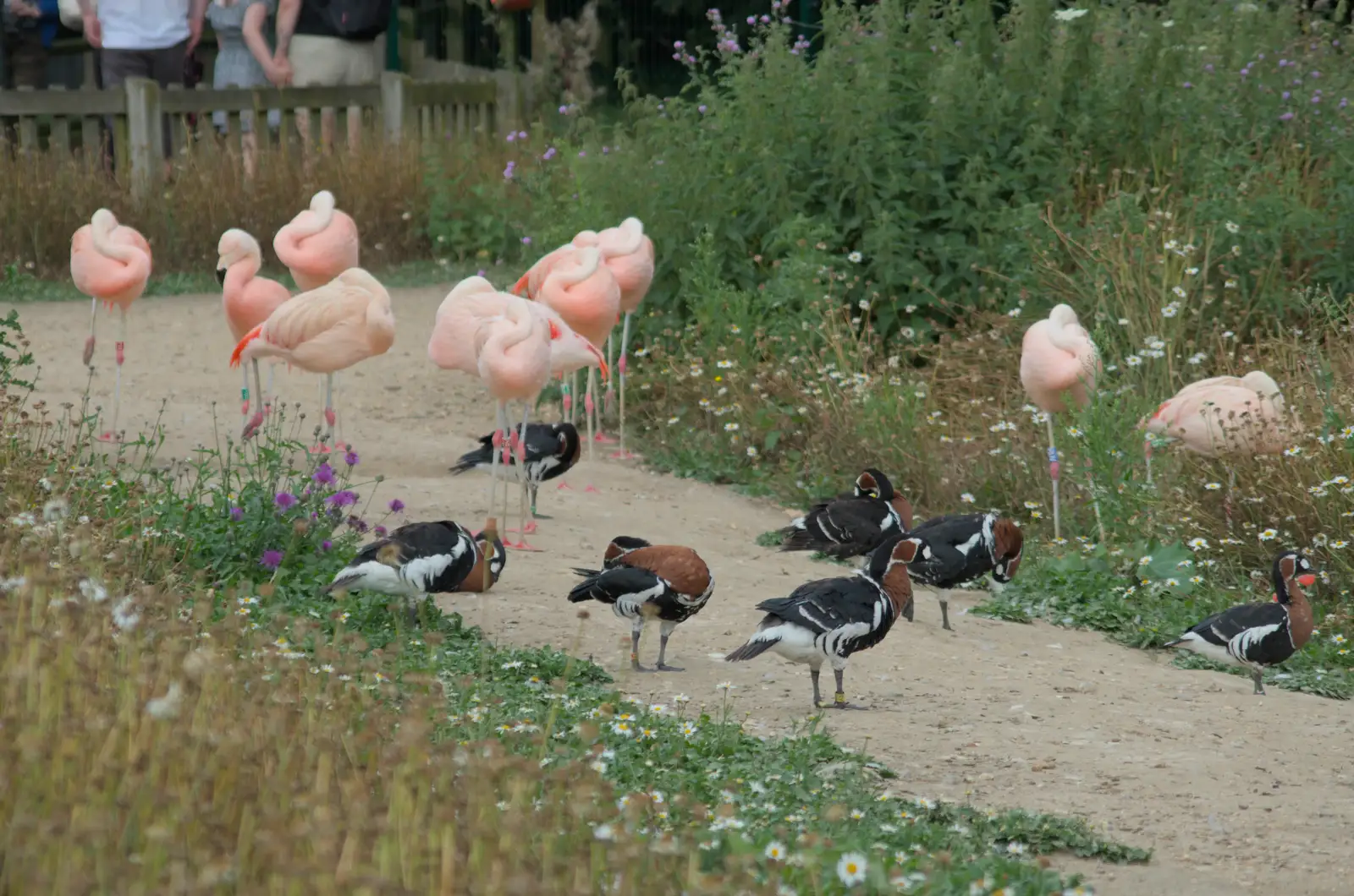 Pink flamingoes and ducks, from Harry at the Zoo, Banham, Norfolk - 28th July 2024