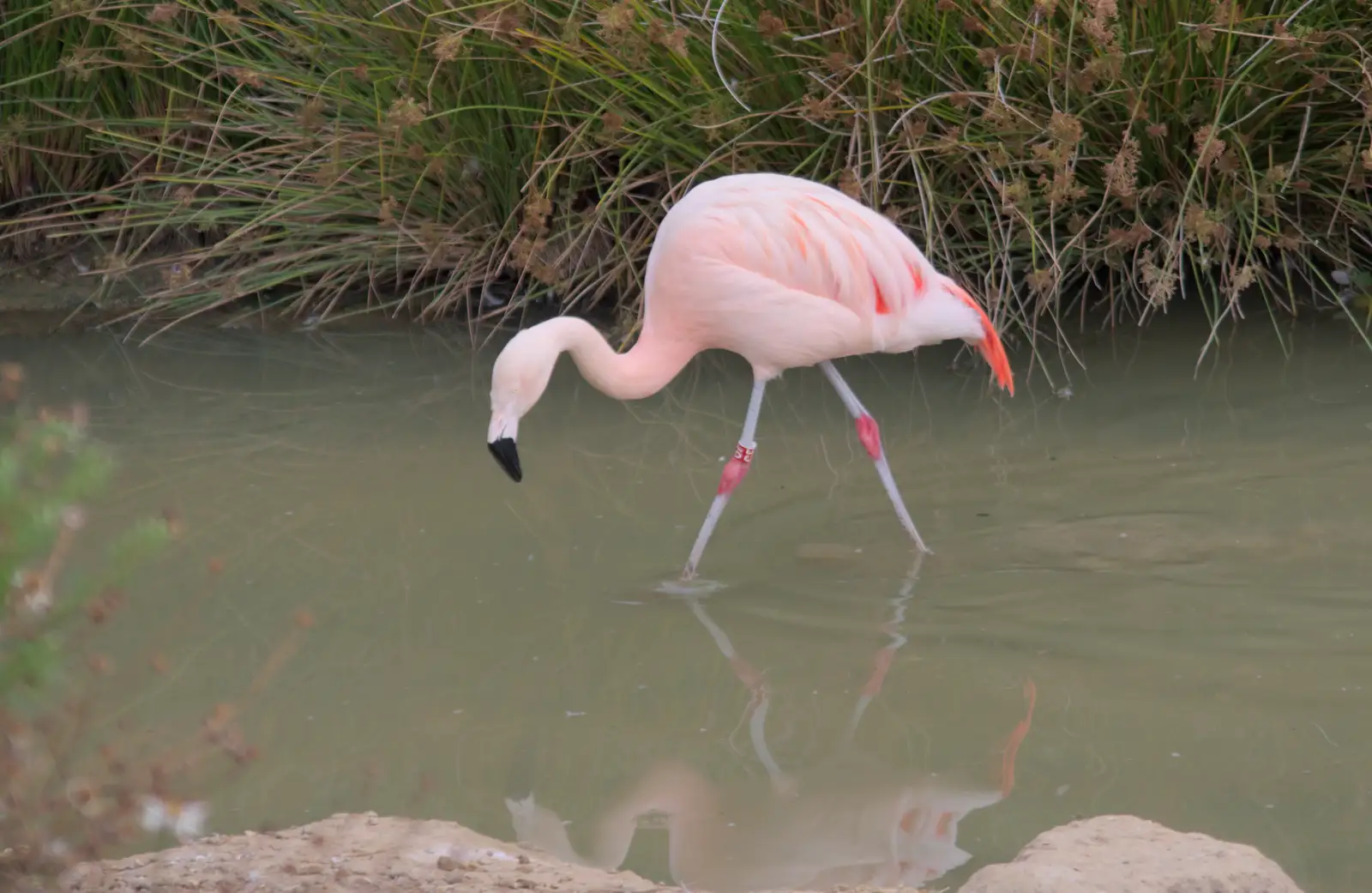 A reflected flamingo, from Harry at the Zoo, Banham, Norfolk - 28th July 2024