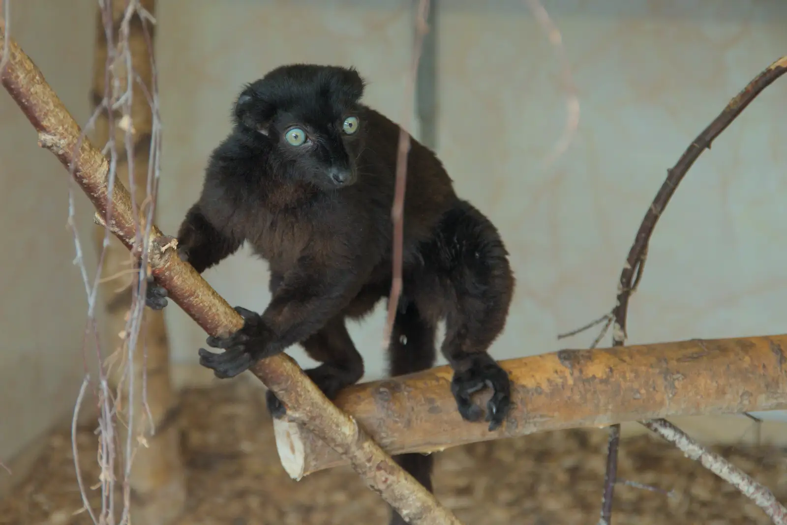 A blue-eyed black lemur, from Harry at the Zoo, Banham, Norfolk - 28th July 2024