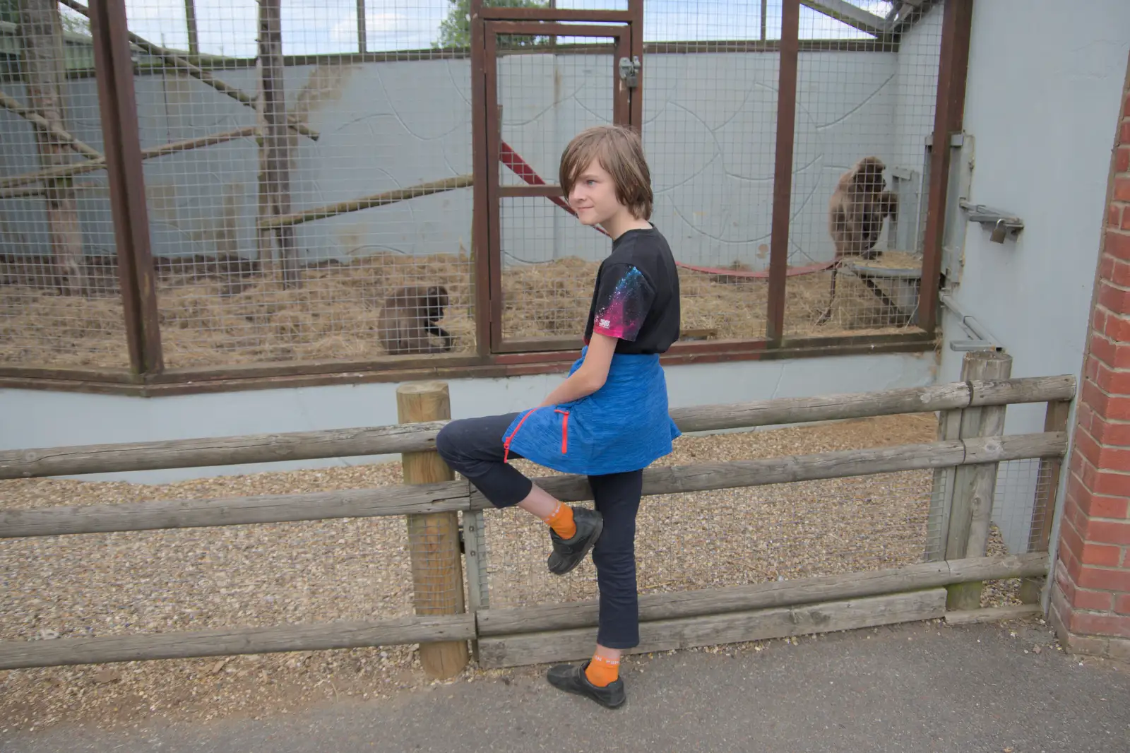 Harry looks at some monkeys, from Harry at the Zoo, Banham, Norfolk - 28th July 2024