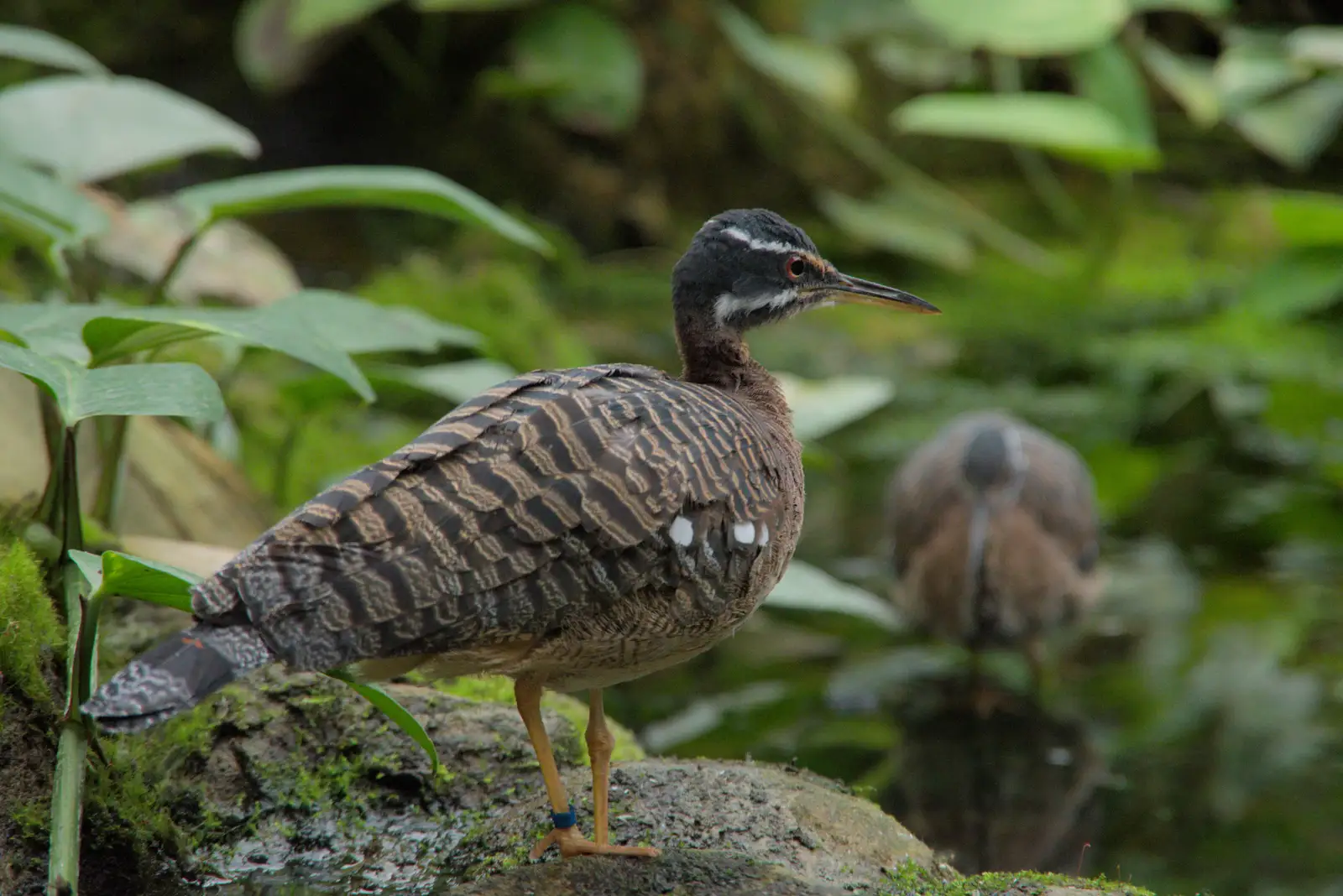 One of the free-range birds in the tropical house, from Harry at the Zoo, Banham, Norfolk - 28th July 2024