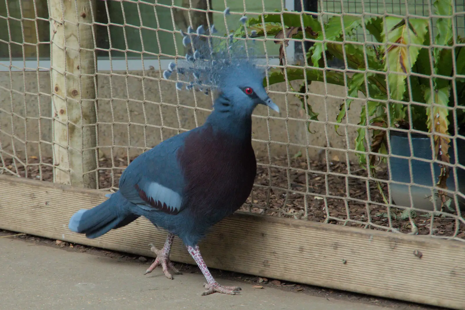 A blue-crested bird struts up and down, from Harry at the Zoo, Banham, Norfolk - 28th July 2024