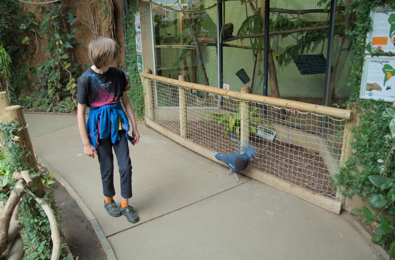 Harry mimics the bird's strutting around, from Harry at the Zoo, Banham, Norfolk - 28th July 2024