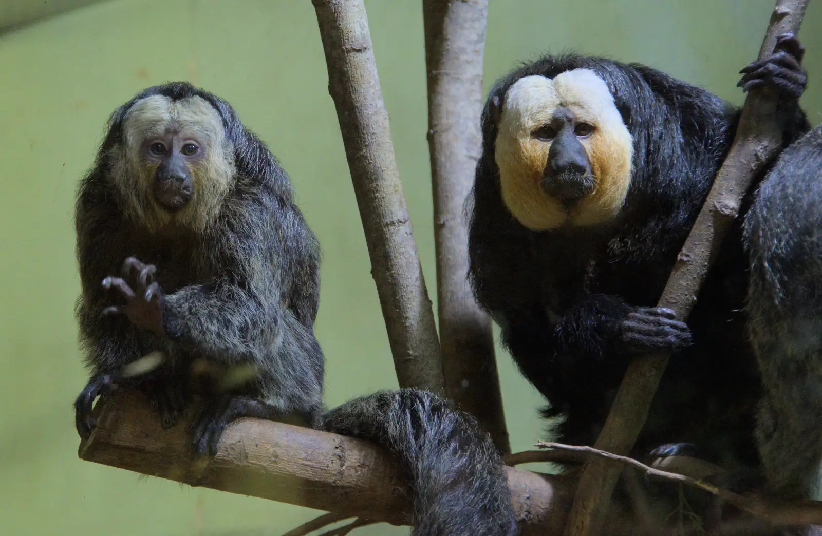 Some tiny monkeys in a glass room, from Harry at the Zoo, Banham, Norfolk - 28th July 2024