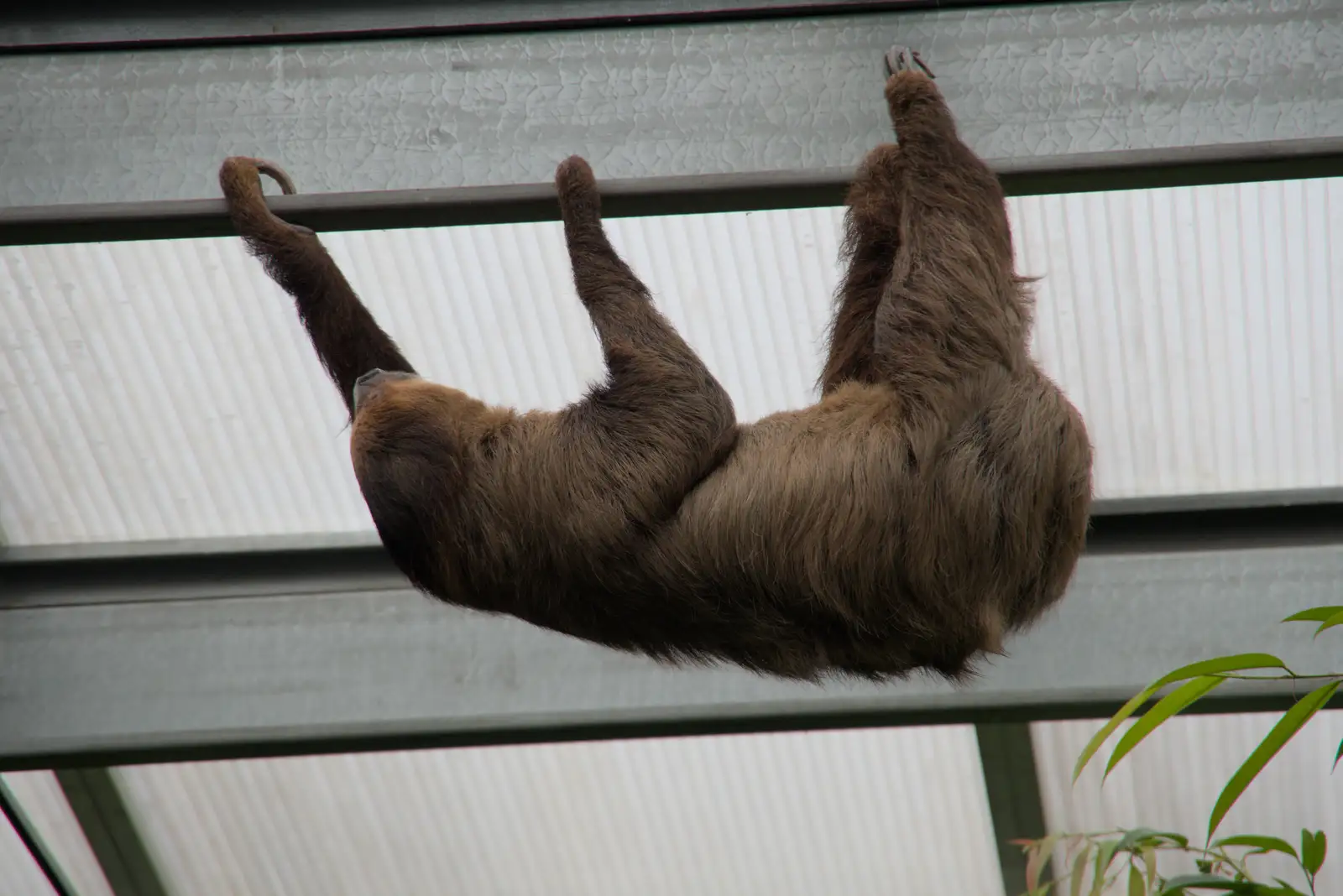 The sloth does its rounds, slowly, from Harry at the Zoo, Banham, Norfolk - 28th July 2024