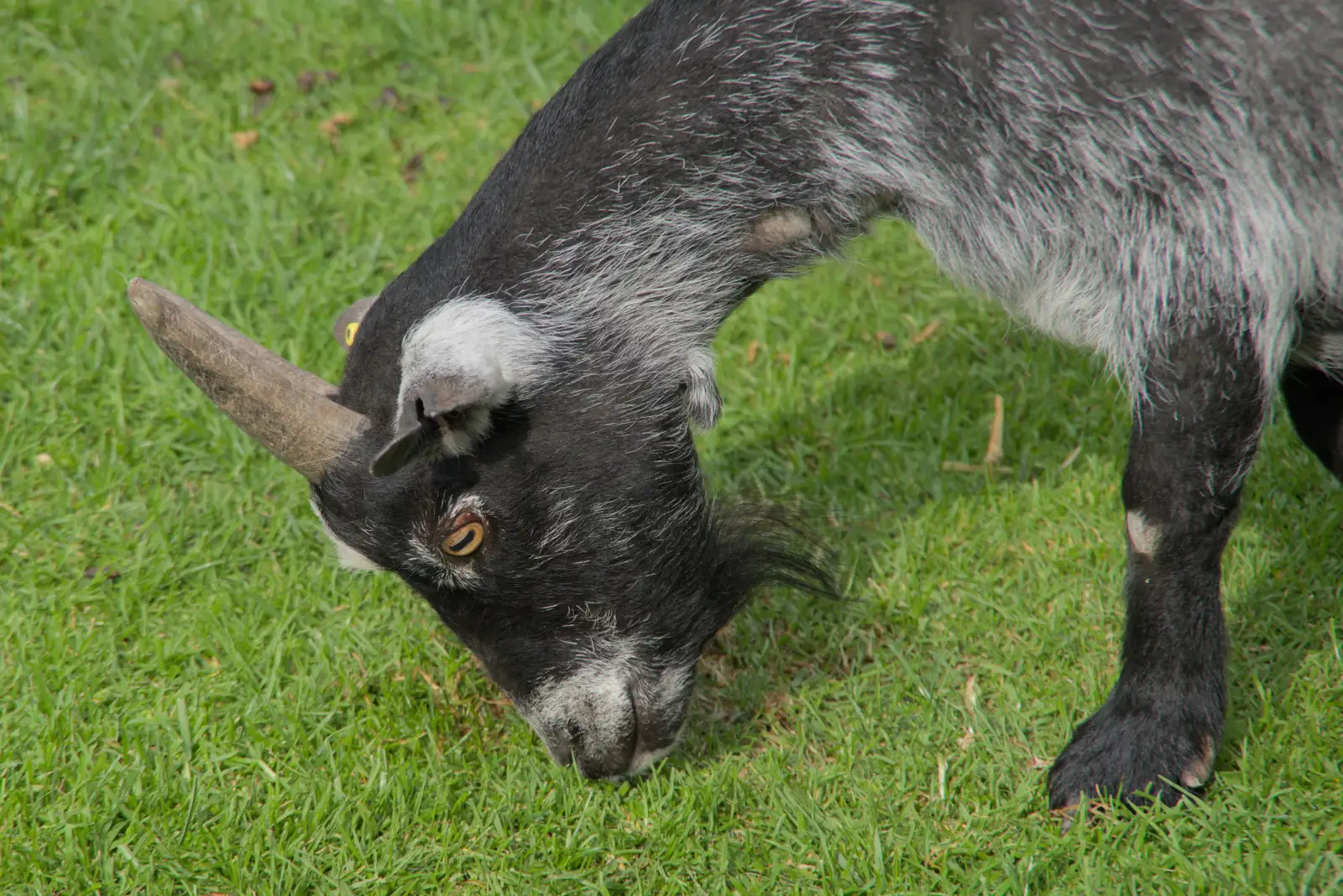 A goat eats some grass, from Harry at the Zoo, Banham, Norfolk - 28th July 2024