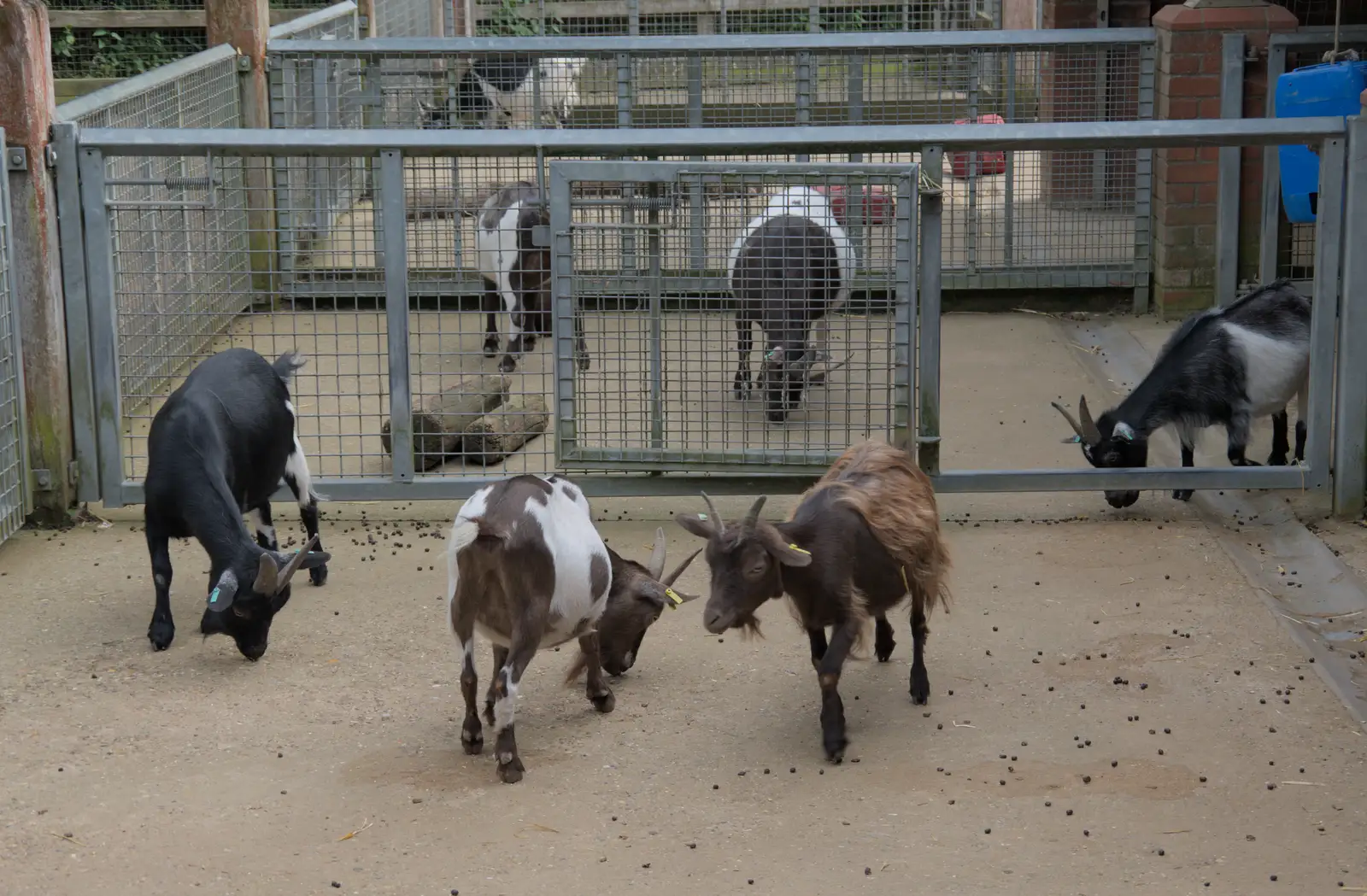 Comedy goats in their enclosure, from Harry at the Zoo, Banham, Norfolk - 28th July 2024