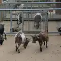 Comedy goats in their enclosure, Harry at the Zoo, Banham, Norfolk - 28th July 2024