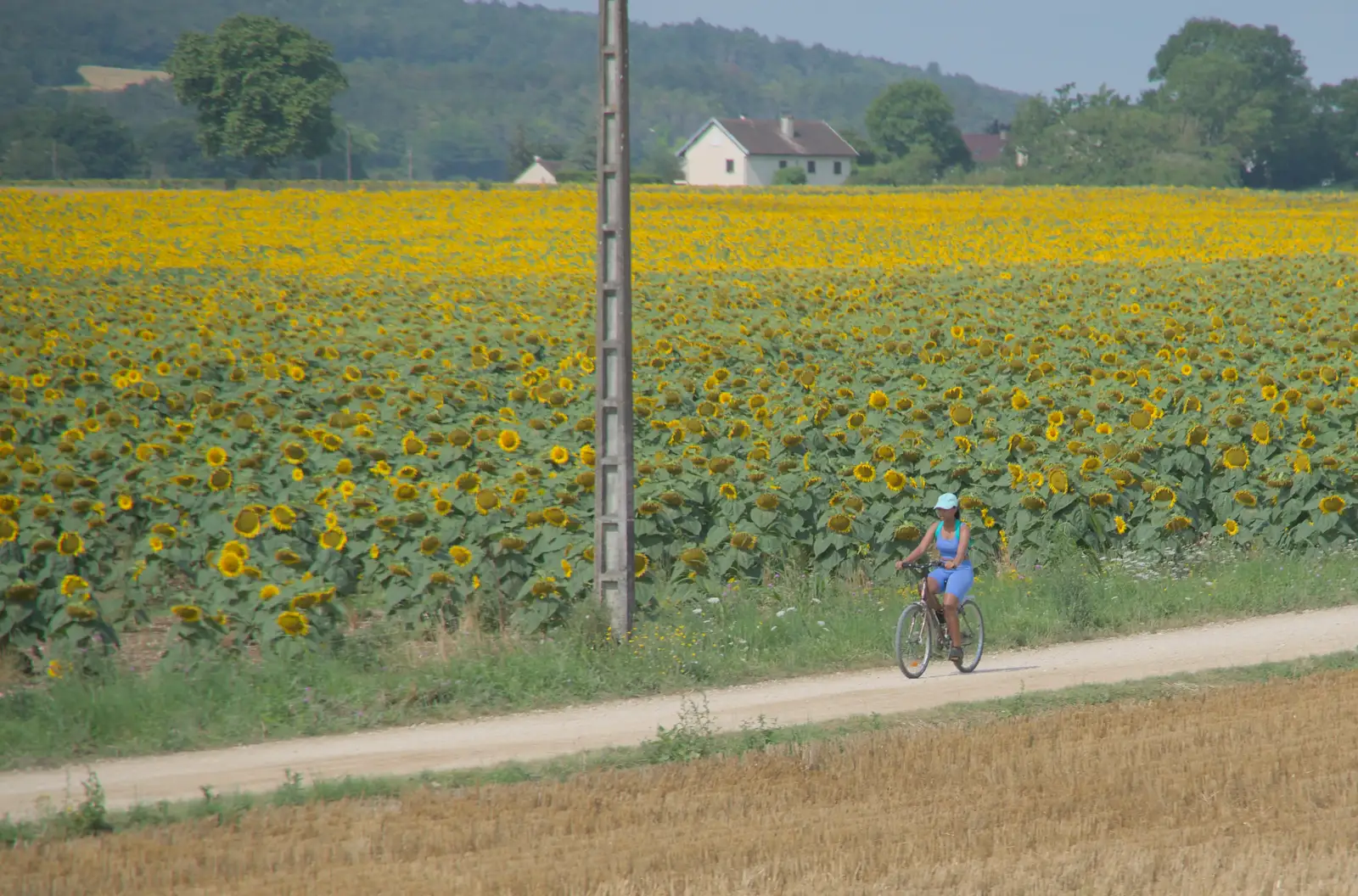 A woman cycles past a field of sunflowers, from An Olympic Road Trip from Diss to Marseille, France - 3rd August 2024