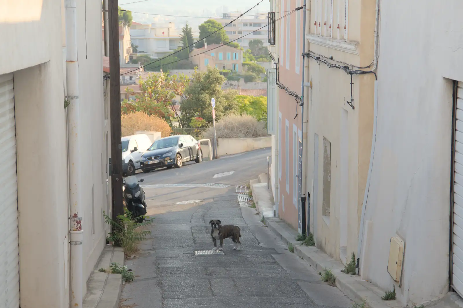 A dog guards a side street, from Olympic Non-Sailing, Notre Dame, and the Journey Home, Marseille, France - 8th August 2024