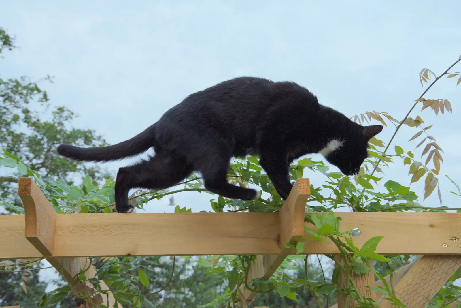 Lucy the One-eyed Cat roams around on the arbour, from A Trip to Ickworth House with Sis, Horringer - 19th August 2024