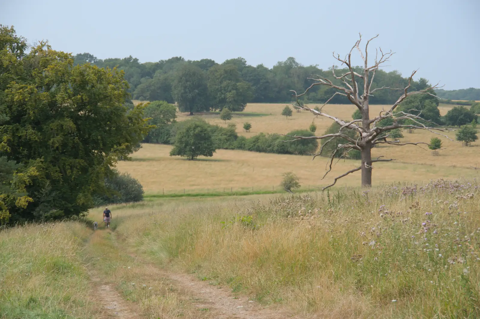 A dead tree in Ickworth Park, from A Trip to Ickworth House with Sis, Horringer - 19th August 2024