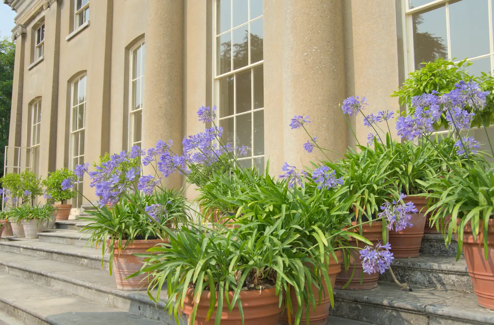 Purple flowers in giant pots, from A Trip to Ickworth House with Sis, Horringer - 19th August 2024