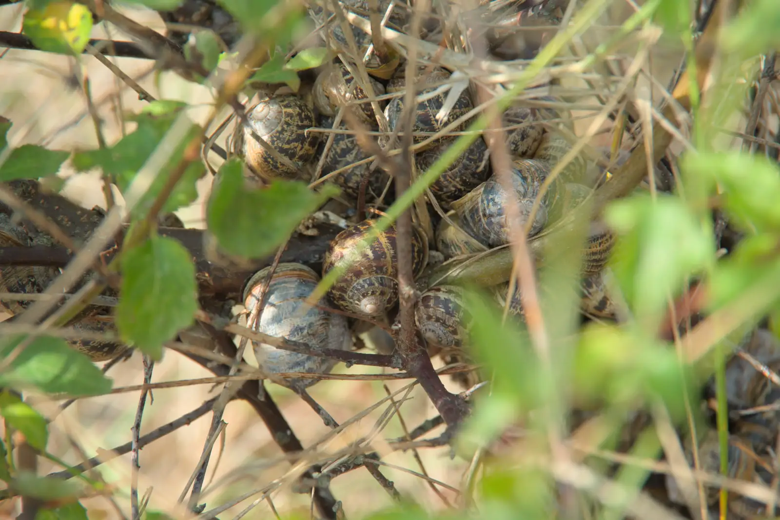 A bush contains a huge cluster of snails, from A Protest on the Beach, Aldeburgh, Suffolk - 1st September 2024