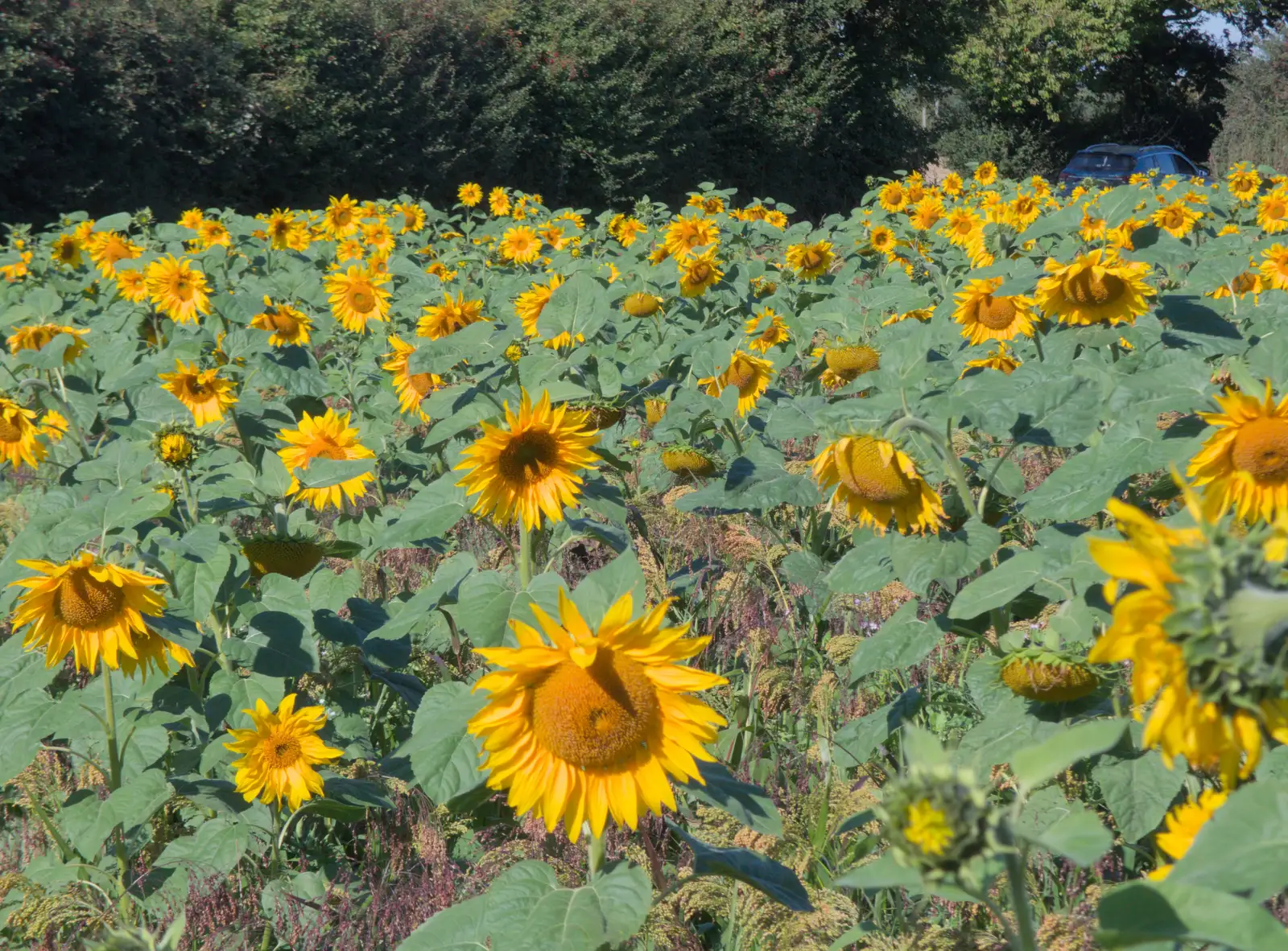 There's a field of sunflowers near Abbey Close, from Sunflowers, A Quiz at Westhorpe and a GSB Duck Race, Eye - 29th September 2024