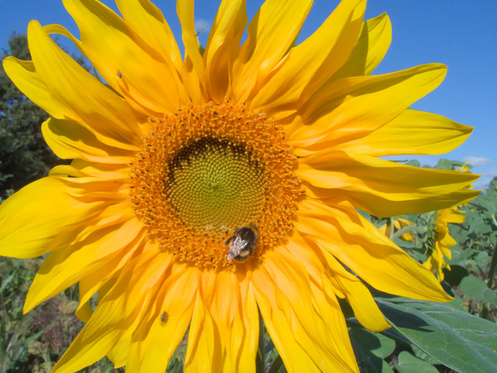 A bee does its thing in a sunflower, from Sunflowers, A Quiz at Westhorpe and a GSB Duck Race, Eye - 29th September 2024