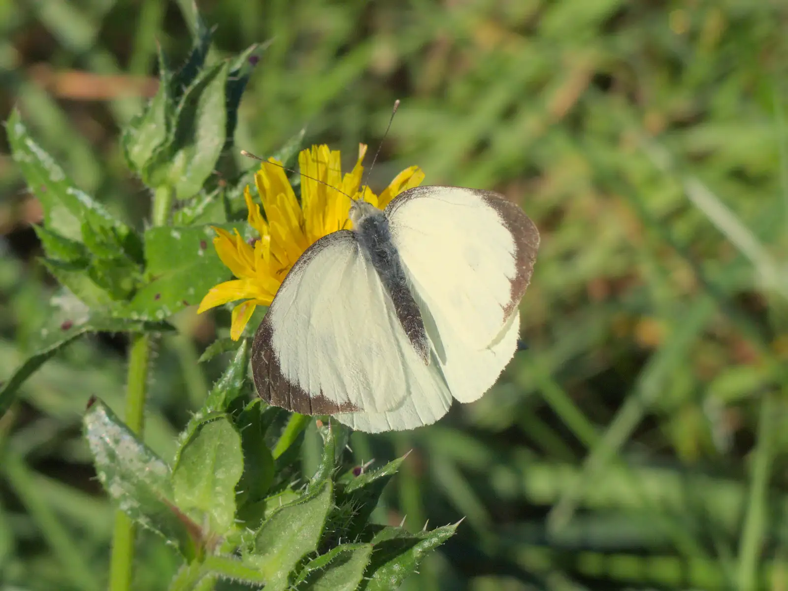 A white butterfly pauses on a flower, from Sunflowers, A Quiz at Westhorpe and a GSB Duck Race, Eye - 29th September 2024