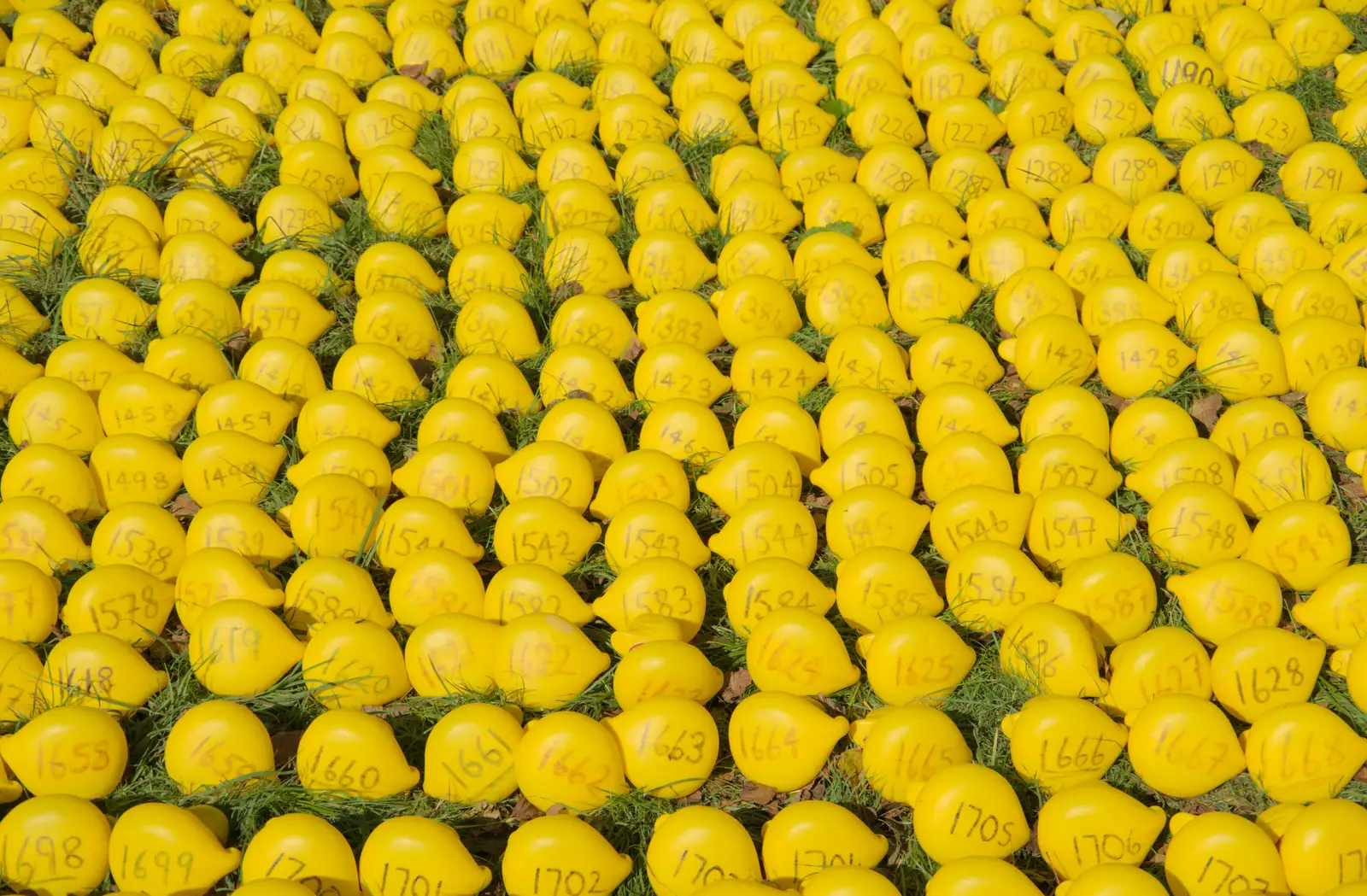 Hundreds of numbered plastic ducks, from Sunflowers, A Quiz at Westhorpe and a GSB Duck Race, Eye - 29th September 2024