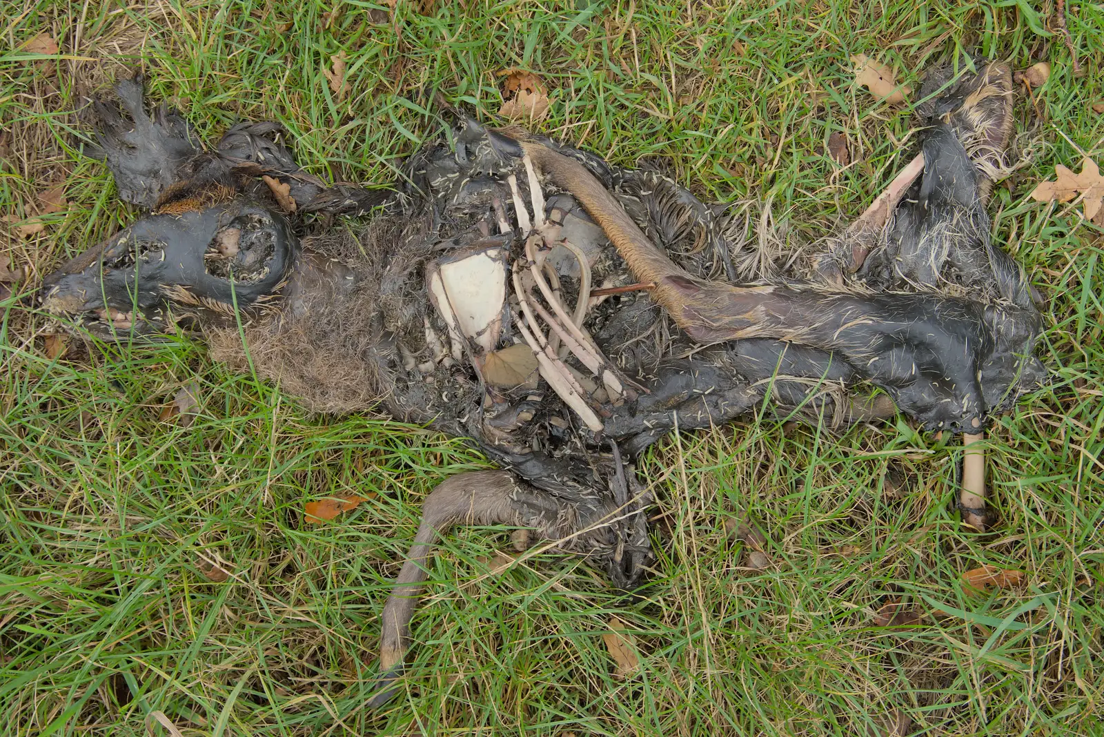 The decomposed remains of a small Muntjac deer, from Sunflowers, A Quiz at Westhorpe and a GSB Duck Race, Eye - 29th September 2024