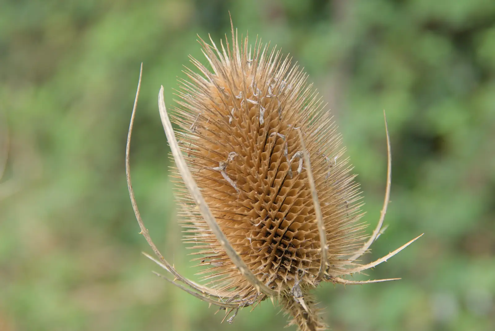 A spiky empty seed head, from Sunflowers, A Quiz at Westhorpe and a GSB Duck Race, Eye - 29th September 2024