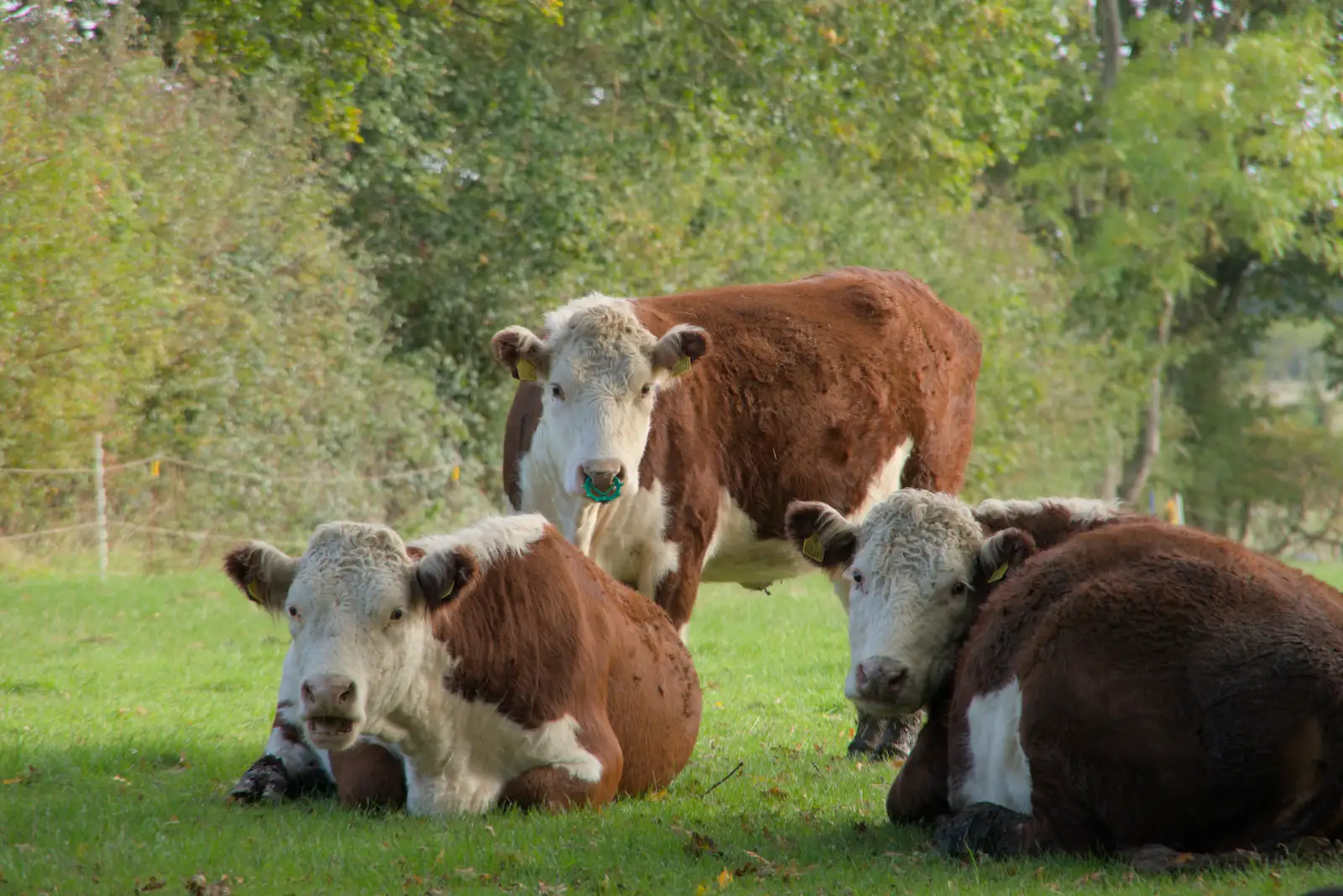 Some cows give us the hairy eyeball, from A Walk to the Railway Tavern, Mellis, Suffolk - 13th October 2024