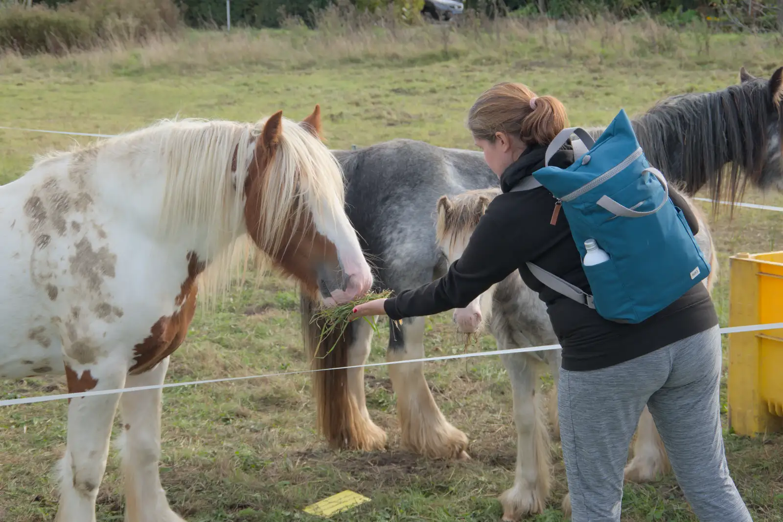 Isobel feeds the horses some fresh grass, from A Walk to the Railway Tavern, Mellis, Suffolk - 13th October 2024