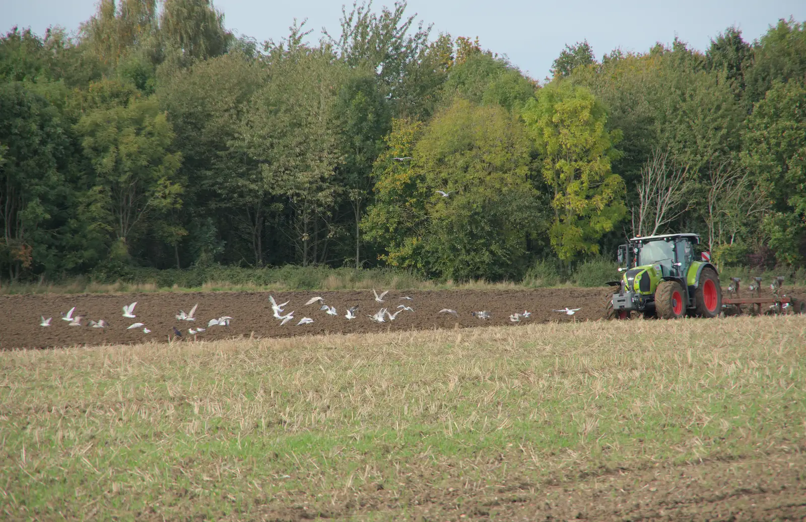 Seagulls peck over freshly-ploughed soil, from A Walk to the Railway Tavern, Mellis, Suffolk - 13th October 2024