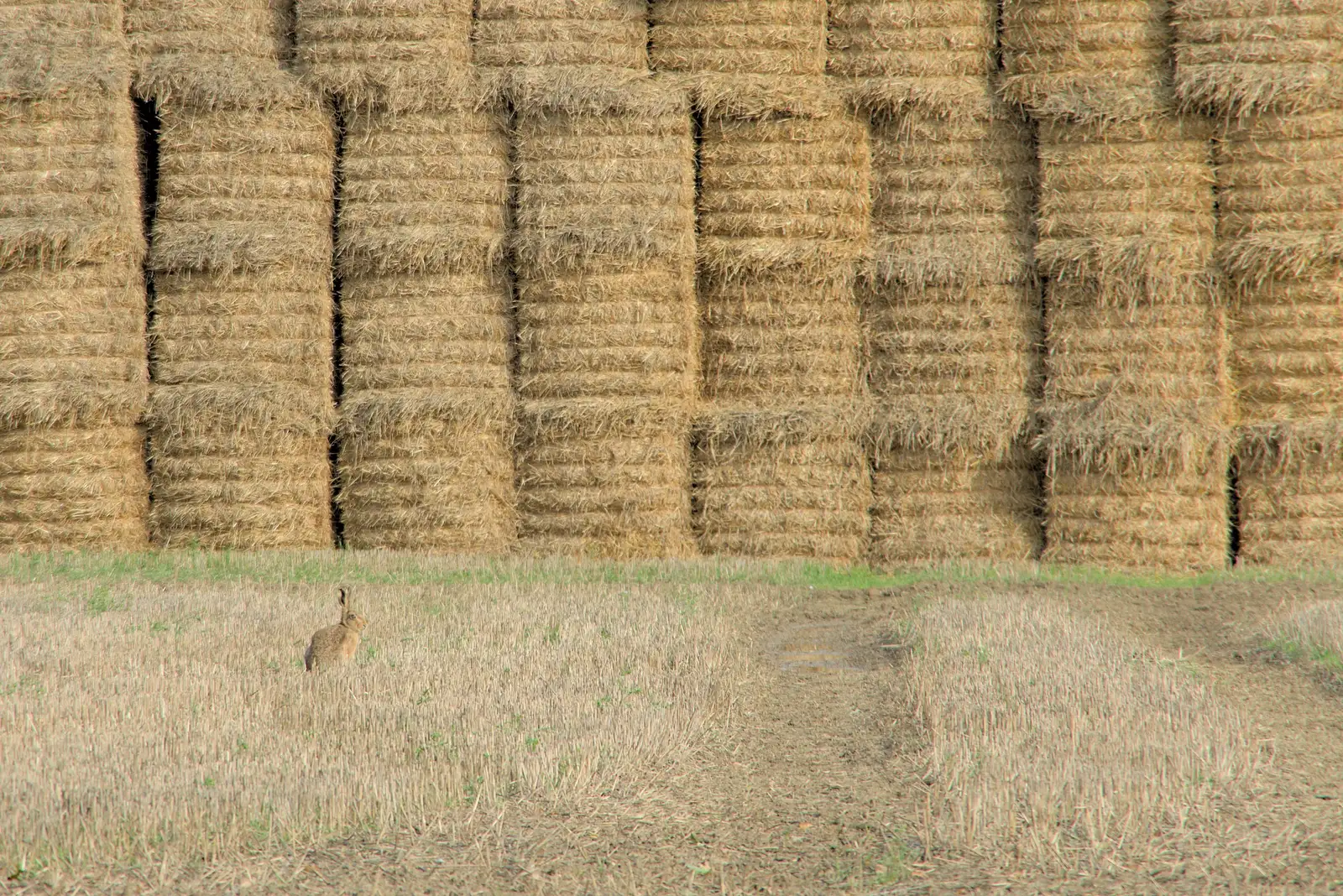 A hare pauses in front of a stack of bales, from A Walk to the Railway Tavern, Mellis, Suffolk - 13th October 2024