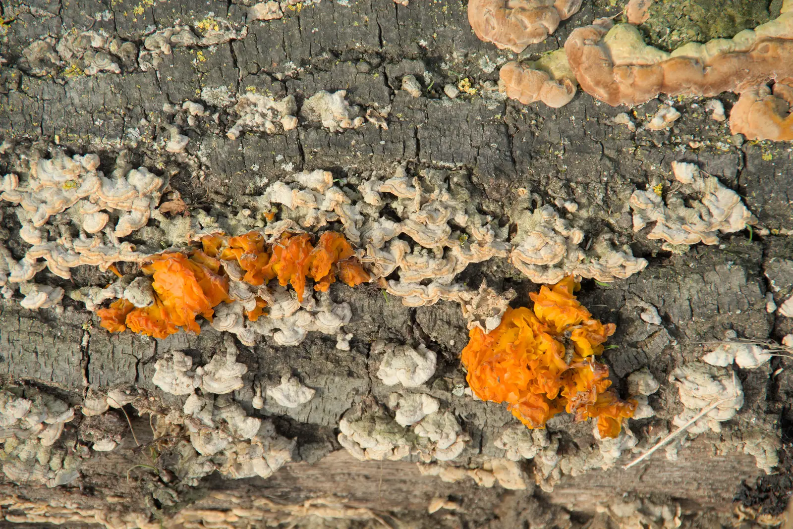 Funky orange fungus on a log, from A Walk to the Railway Tavern, Mellis, Suffolk - 13th October 2024