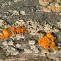 Funky orange fungus on a log, A Walk to the Railway Tavern, Mellis, Suffolk - 13th October 2024