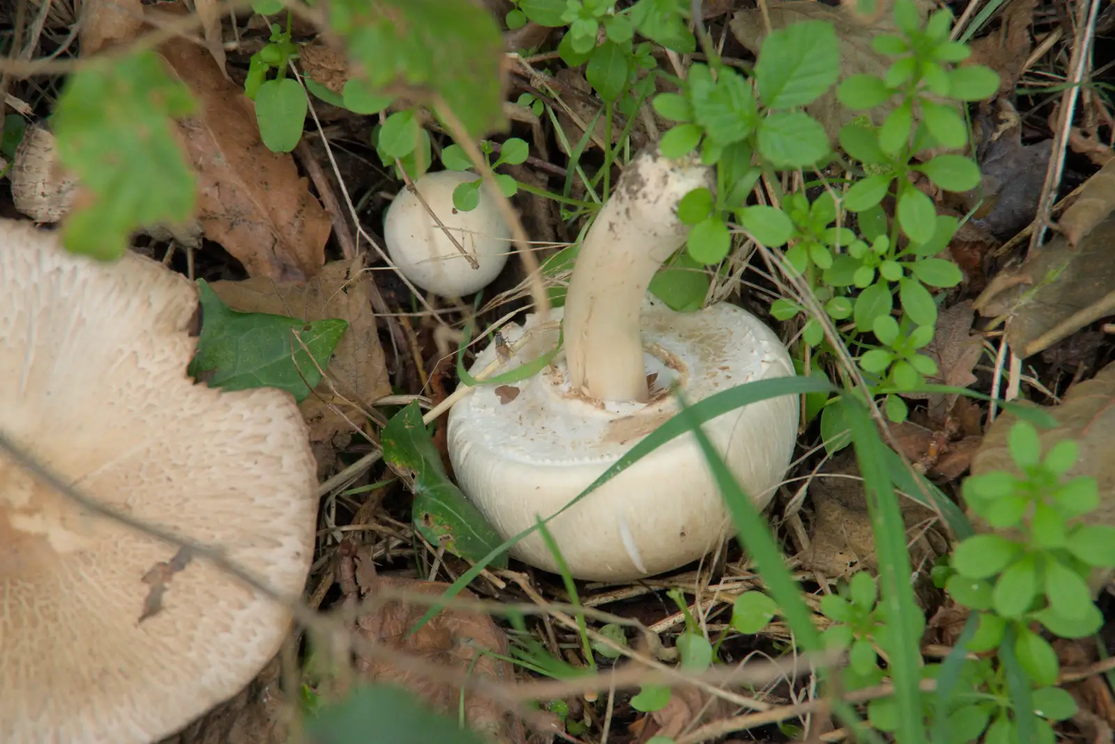 A perfect mushroom - upside down, from A Walk to the Railway Tavern, Mellis, Suffolk - 13th October 2024