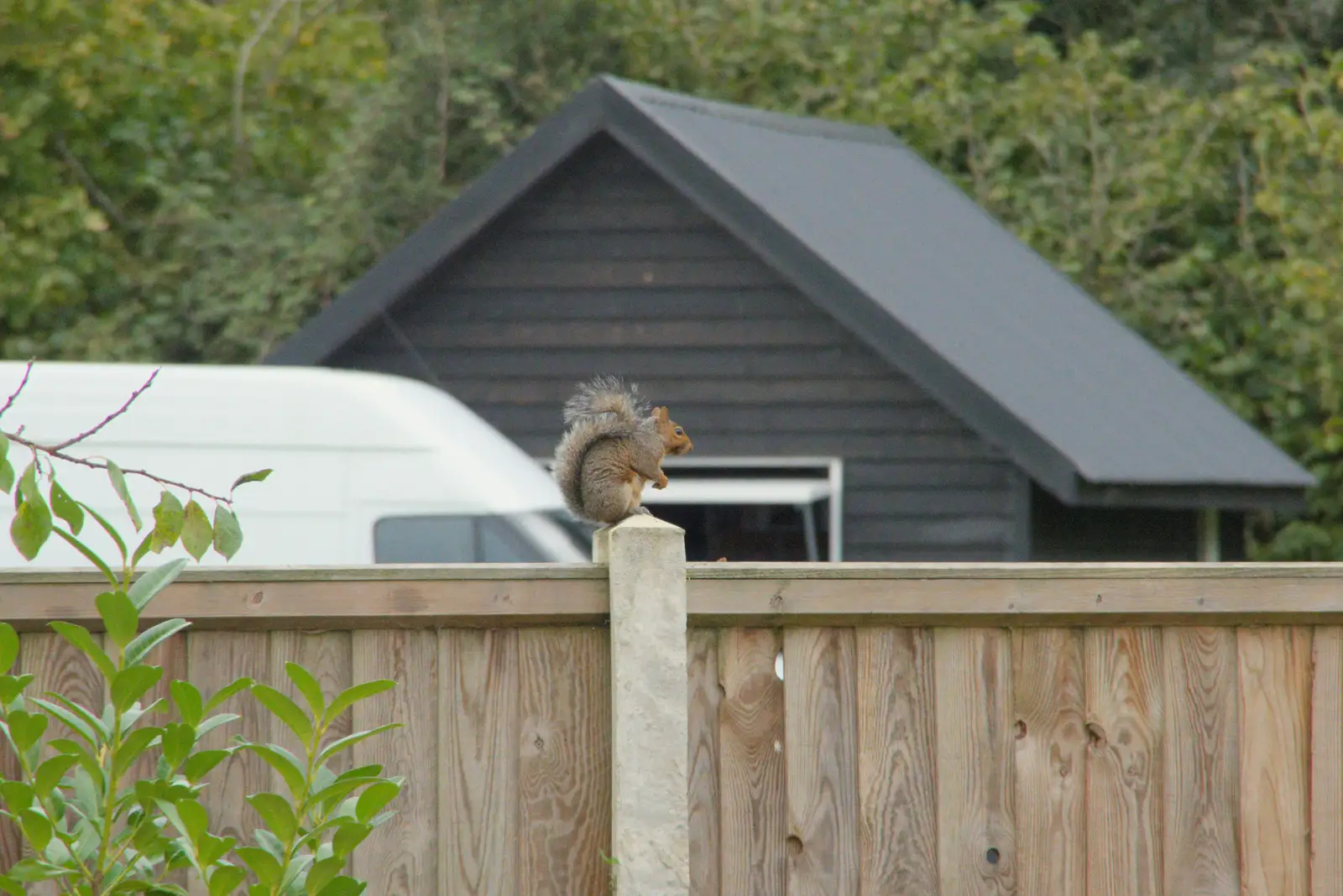 A squirrel perches on a fence post, from A Walk to the Railway Tavern, Mellis, Suffolk - 13th October 2024