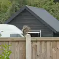 A squirrel perches on a fence post, A Walk to the Railway Tavern, Mellis, Suffolk - 13th October 2024