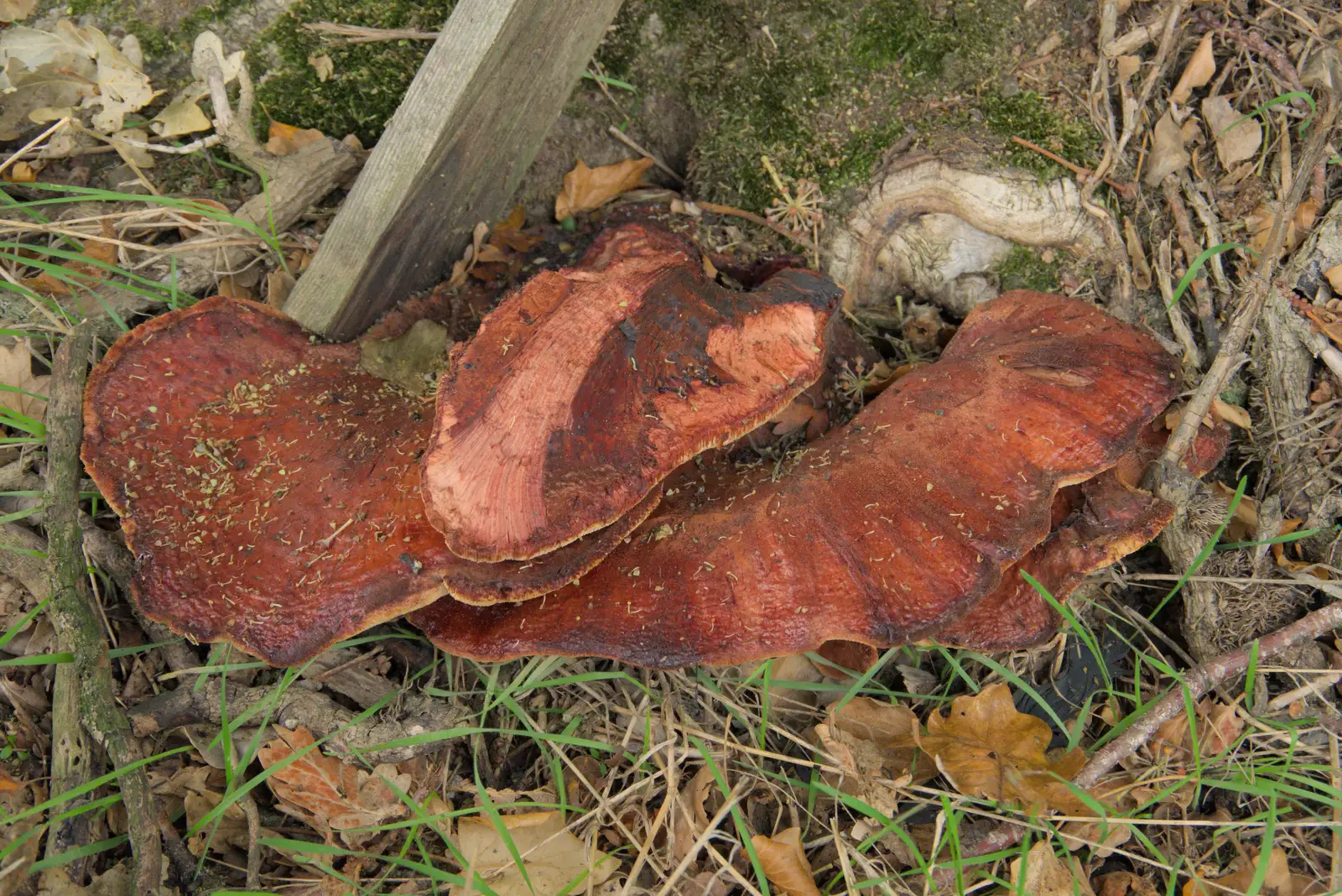 We spot a giant Beefsteak fungus, from A Quiz at Diss Golf Club, Stuston - 18th October 2024