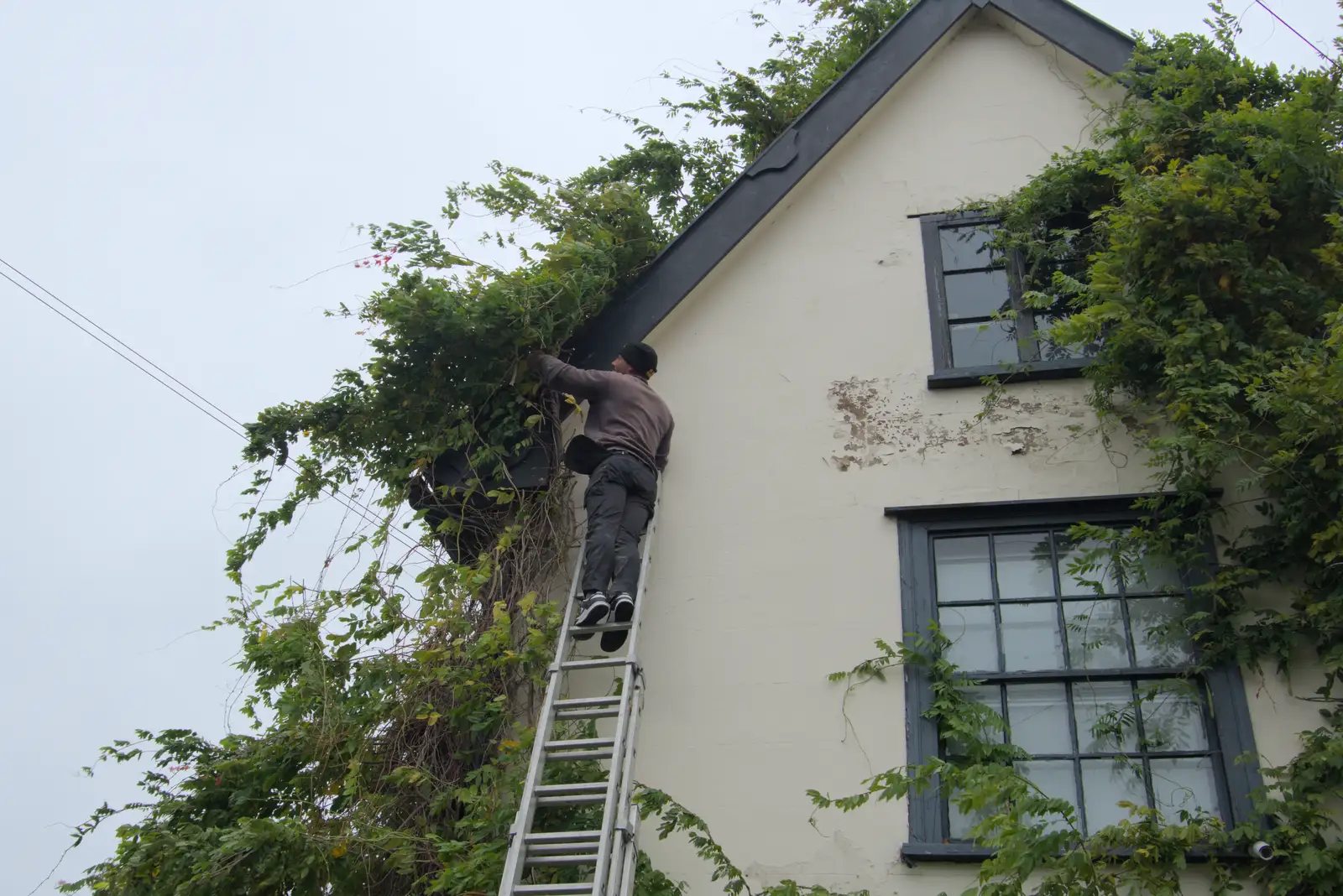 Some dude does wisteria pruning at the Crossways, from A Quiz at Diss Golf Club, Stuston - 18th October 2024