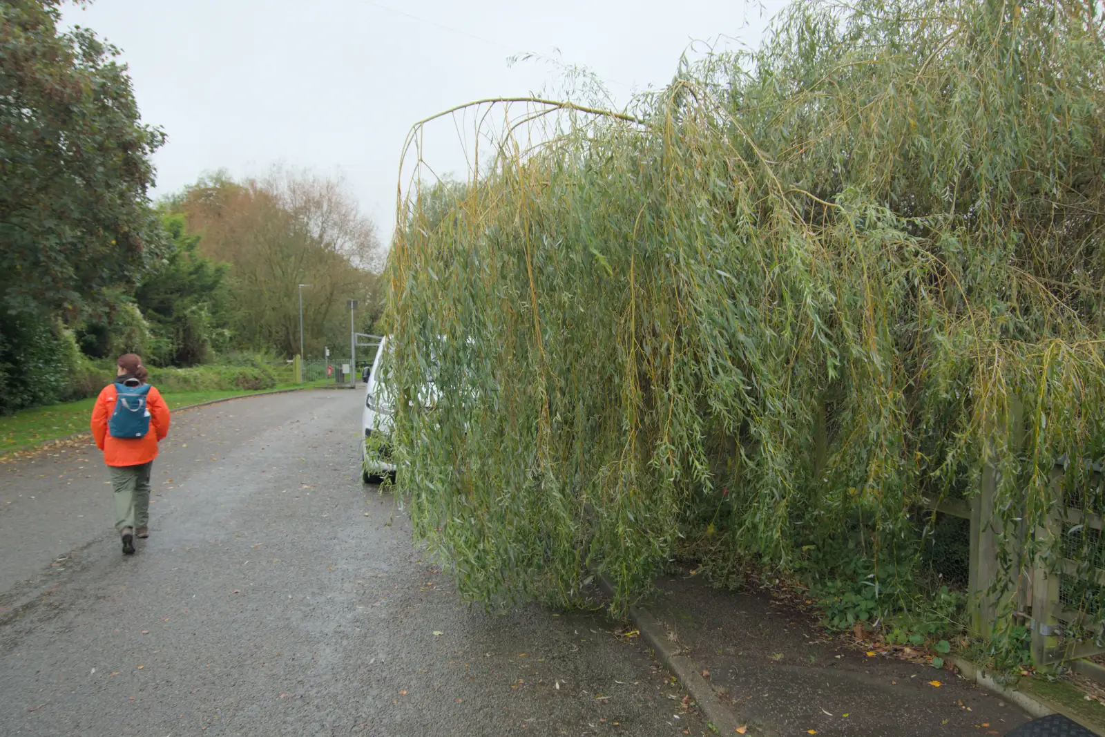 A willow tree has blown over since we passed , from A Quiz at Diss Golf Club, Stuston - 18th October 2024