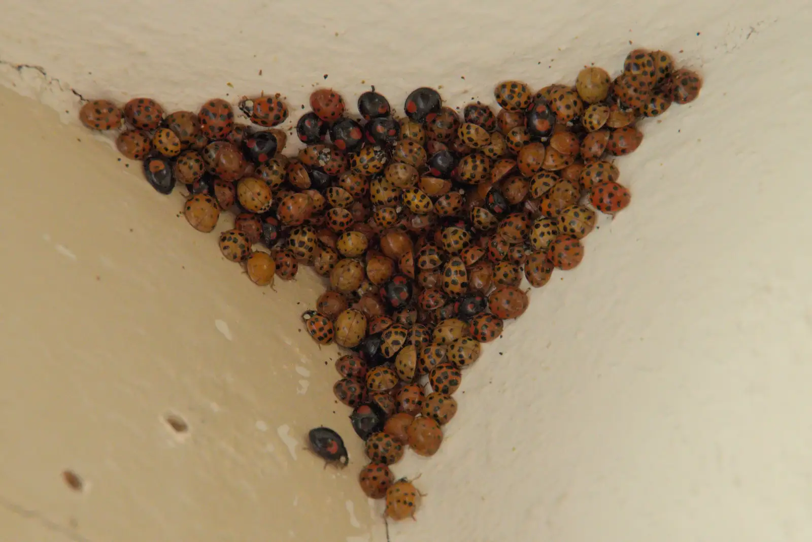 Hibernating ladybirds nest in every window corner, from The Witchfinder General at Framlingham Castle, Suffolk - 26th October 2024