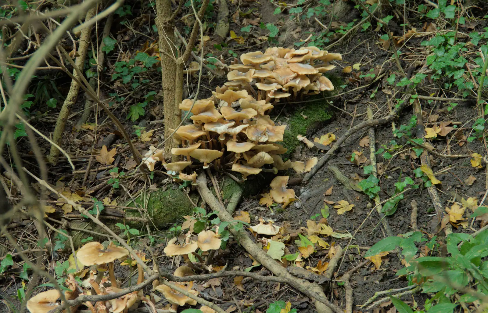 A big crowd of mushrooms, from The Witchfinder General at Framlingham Castle, Suffolk - 26th October 2024